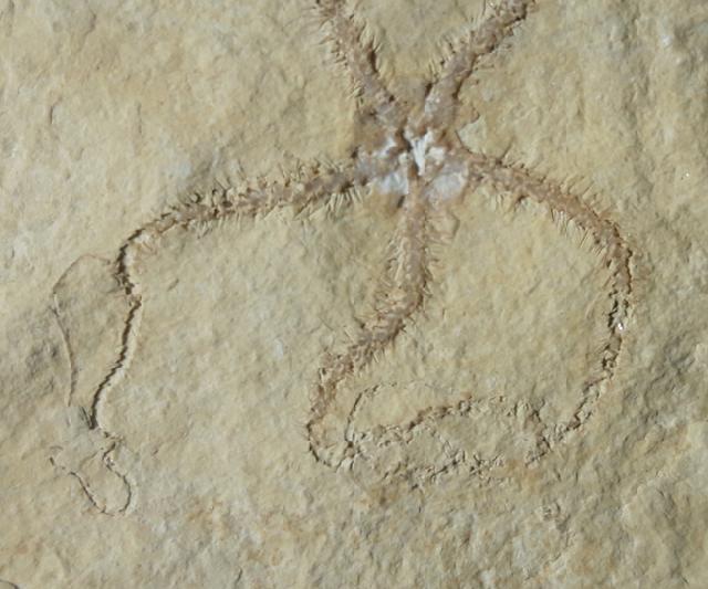 Ophiopetra lithographica (ENAY & HESS 1962) - Bild © FossNet FossilienStore
